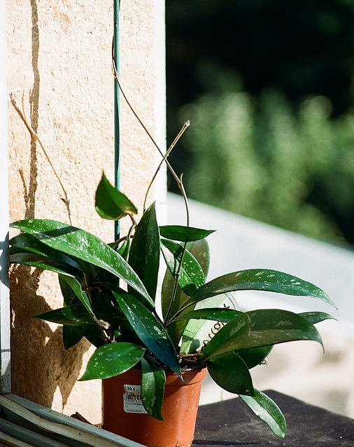 Hoya pubicalyx