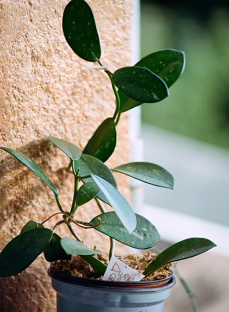 Hoya diversifolia