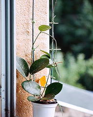 Hoya australis