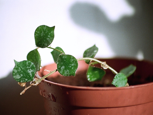 Hoya curtisii