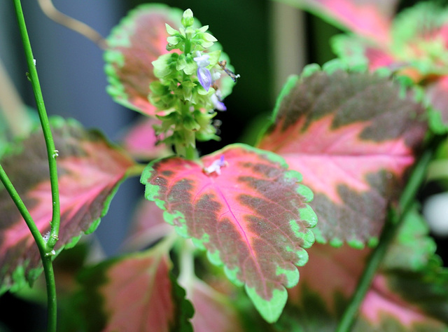 Coleus corail