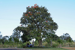 Afrikanischer Tulpenbaum
