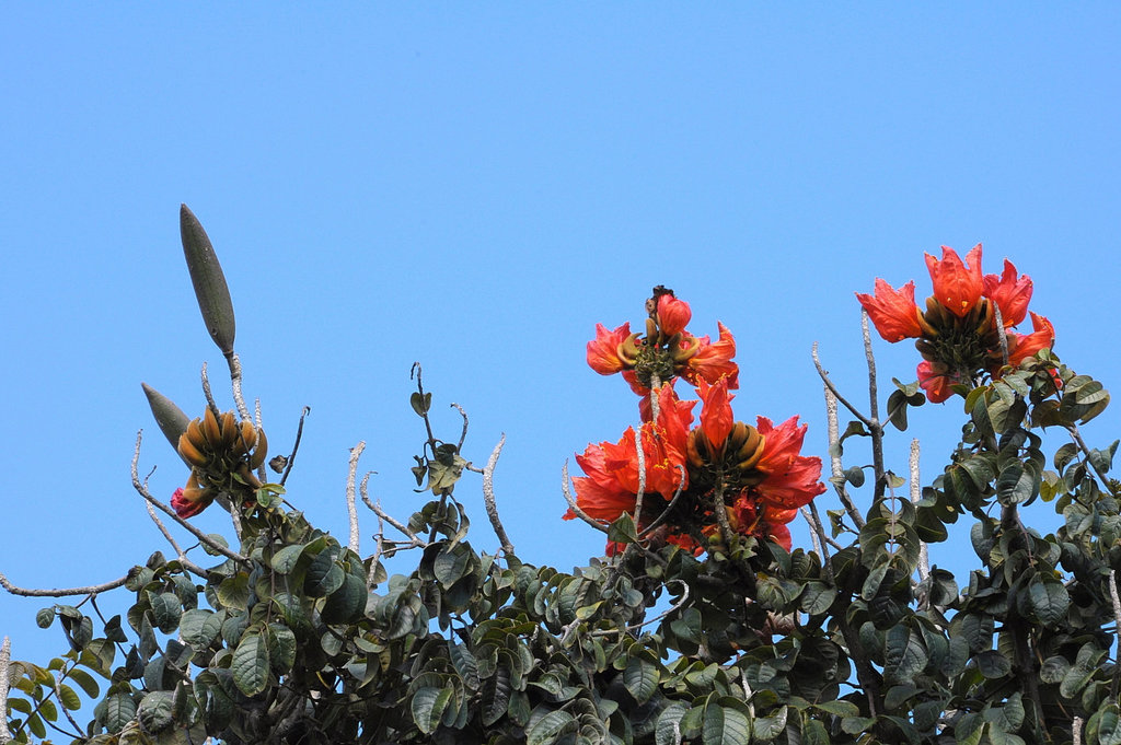 Tulpenbaum - Blüten und Früchte