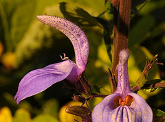 Brillantaisia kirungae - Blüte