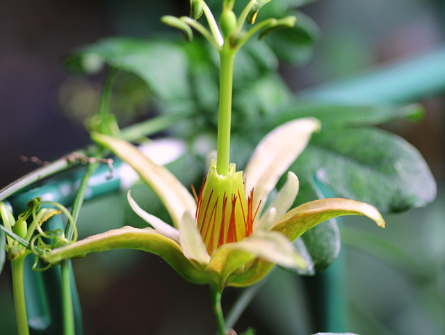 Passiflora aurantia