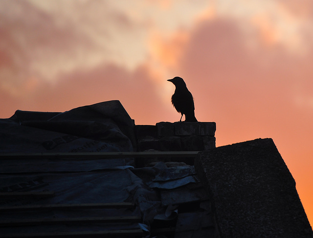 Jackdaw at sunset.