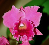 Laeliocattleya