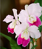 Laeliocattleya