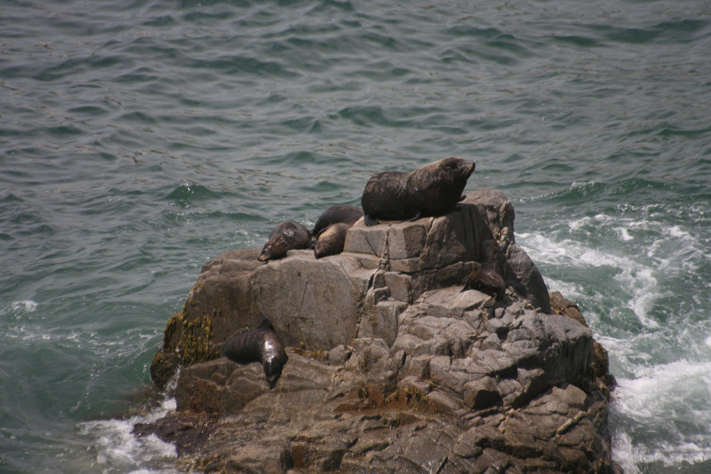 Sealions near Pisagua