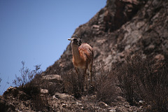 Vicuna