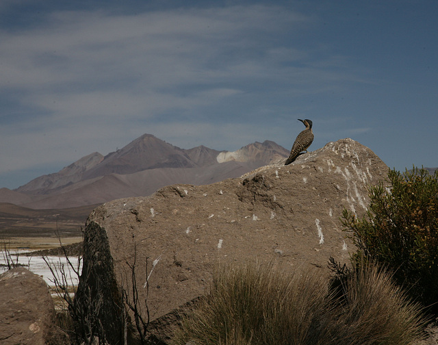 Andean Flicker