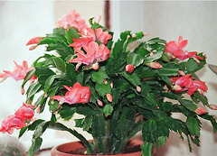 Schlumbergera hybride corail fleuri