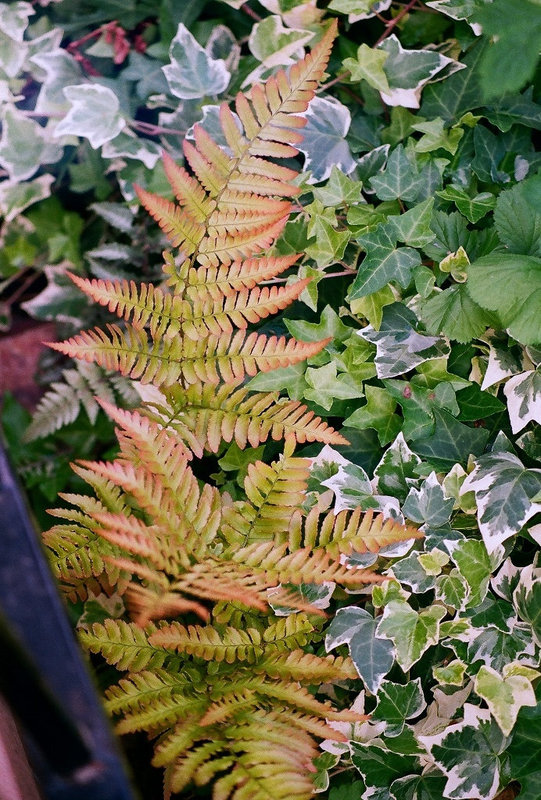 Dryopteris  erythrosora et Lierre