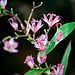 Tricyrtis hirta