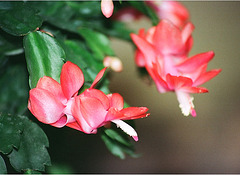 Schlumbergera hybride