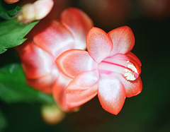 Schlumbergera hybride