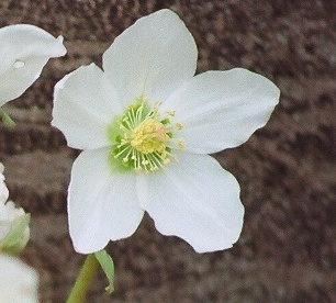 Helleborus nigra