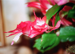 Schlumbergera hybride