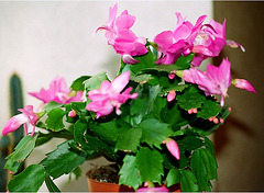 Schlumbergera hybride