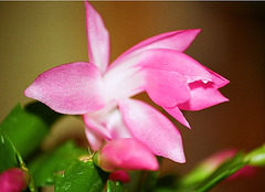 Schlumbergera hybride