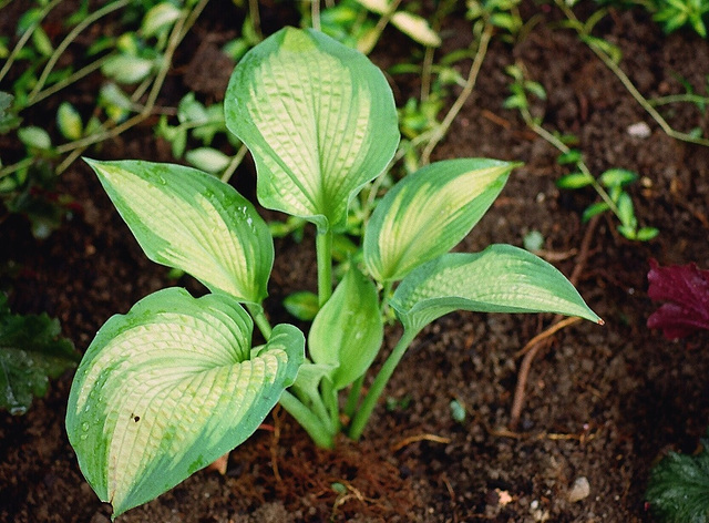 Hosta "cadillac"