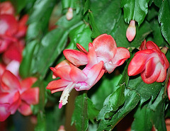 Schlumbergera hybride