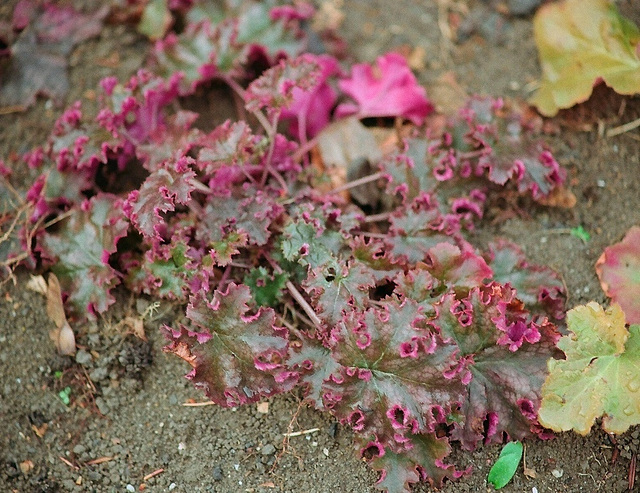 Heuchère  "Purple Petticoats"