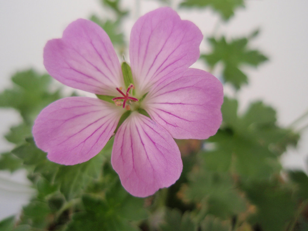 Geranium x riversleaianum 'Mavis Simpson'P6010183