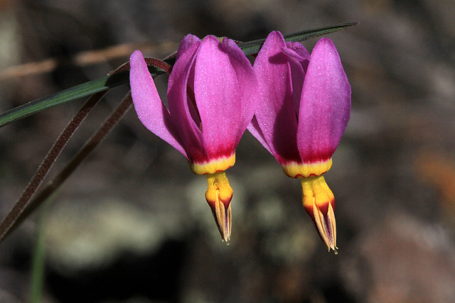 Few-flowered Shooting Star