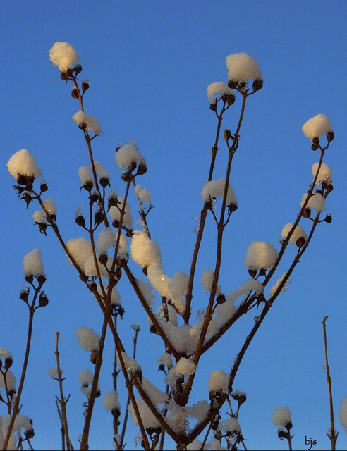 Fleurs de neige