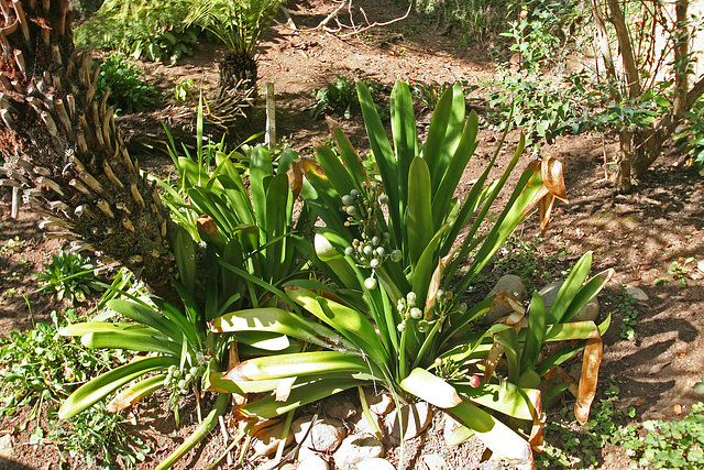 Balboa Park Zoro Garden (8071)