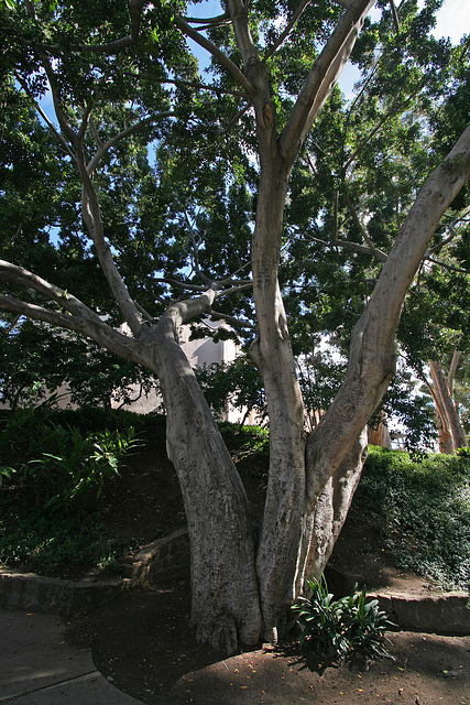 Balboa Park Zoro Garden - Fig Tree (8073)