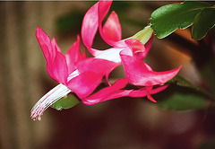 Sclumbergera russeliana