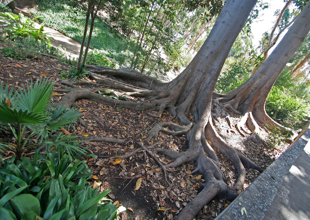 Balboa Park Zoro Garden - Fig Tree Roots (8078)