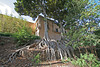 Balboa Park Zoro Garden - Fig Trees (8074)