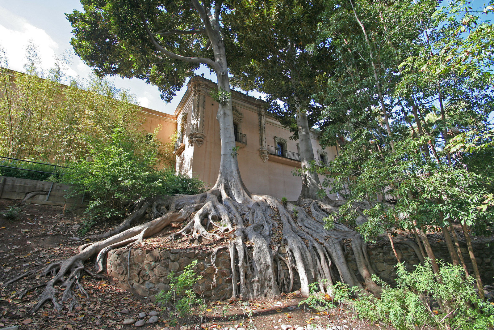 Balboa Park Zoro Garden - Fig Trees (8074)