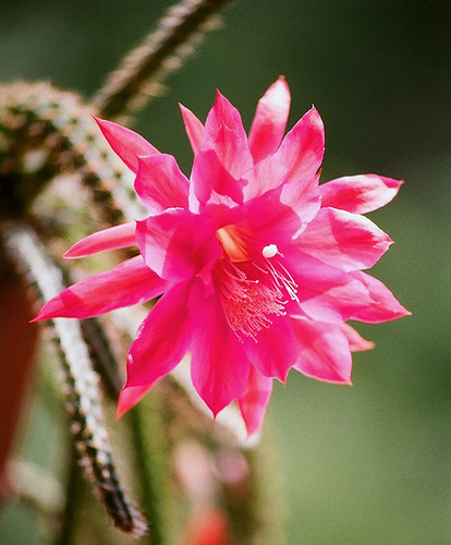 aporocactus