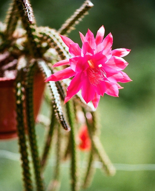 aporocactus