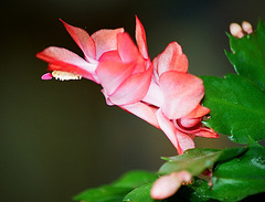 Schlumbergera hybride corail