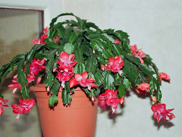 Schlumbergera hybride