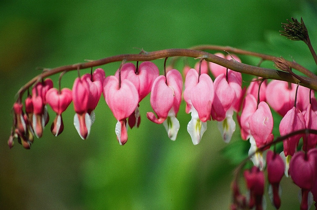 Dicentra spectabilis