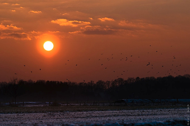 Birds and the Sun