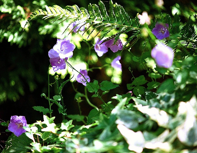 Campanule des murs