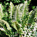 Polystichum (Aspidium) aculeatum- Fougère