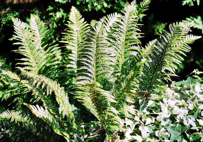 Polystichum (Aspidium) aculeatum- Fougère