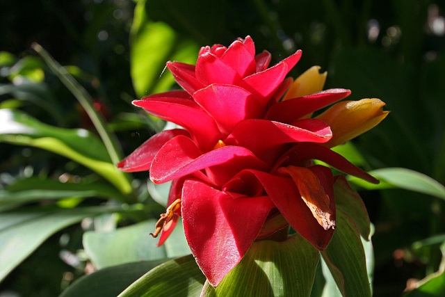 Balboa Park Botanical Pavilion (8085)