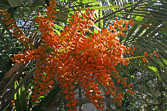 Balboa Park Botanical Pavilion (8087)