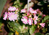 Lewisia cotyledon