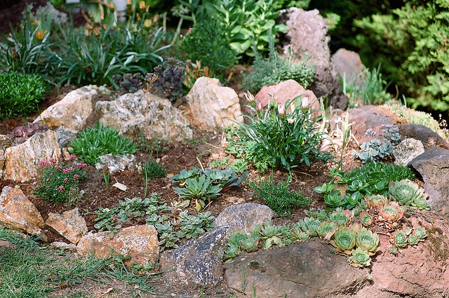 Partie inférieure de la rocaille- été 2010