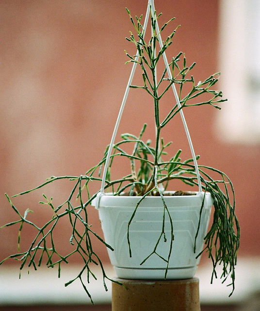 Rhipsalis (hatiora ) salicornoides